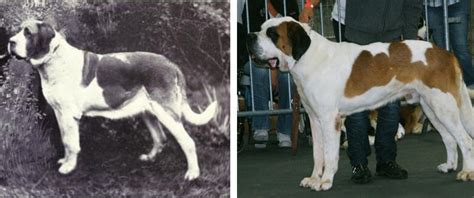 st bernard before and after